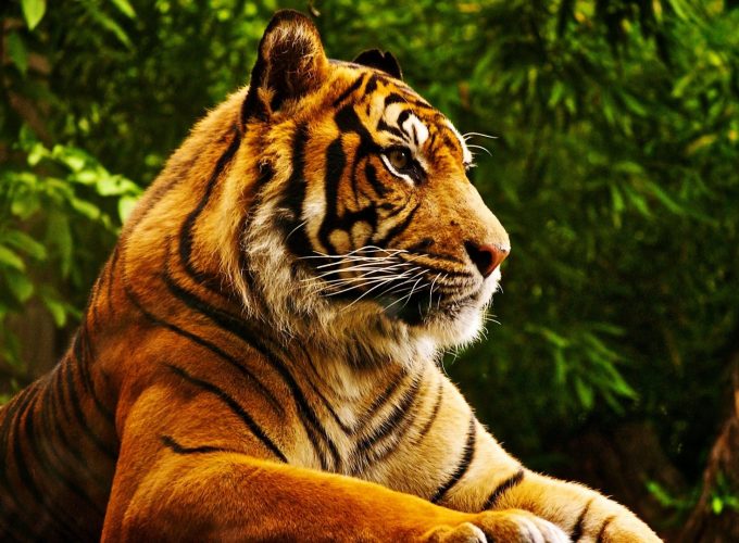 Wallpaper tiger, cute animals, 4k, Animals 5748814760